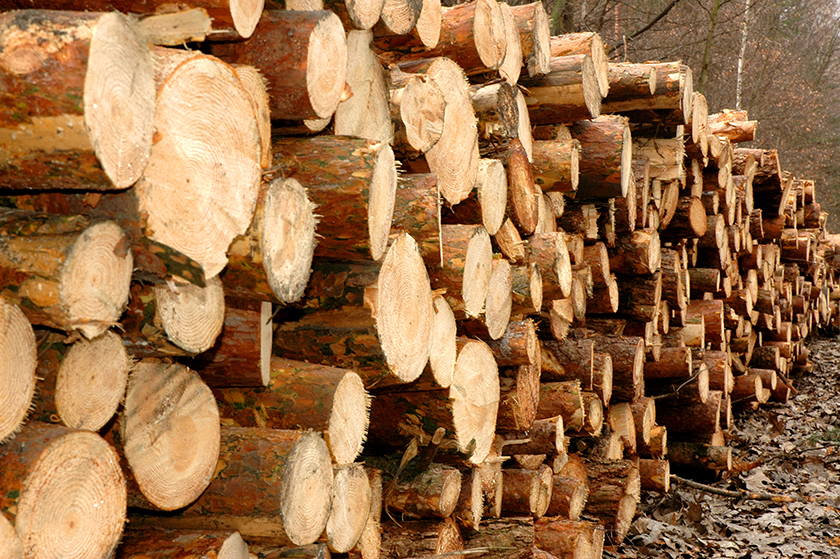 Holz richtig lagern. Wir geben Ihnen 8 Tipps.