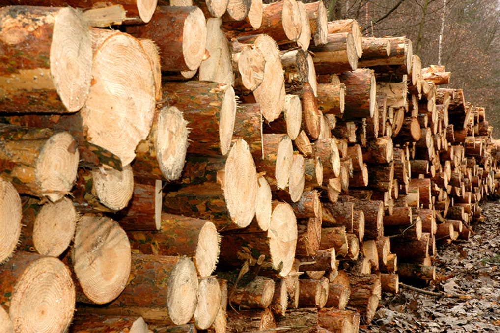 Holz richtig lagern. Wir geben Ihnen 8 Tipps.