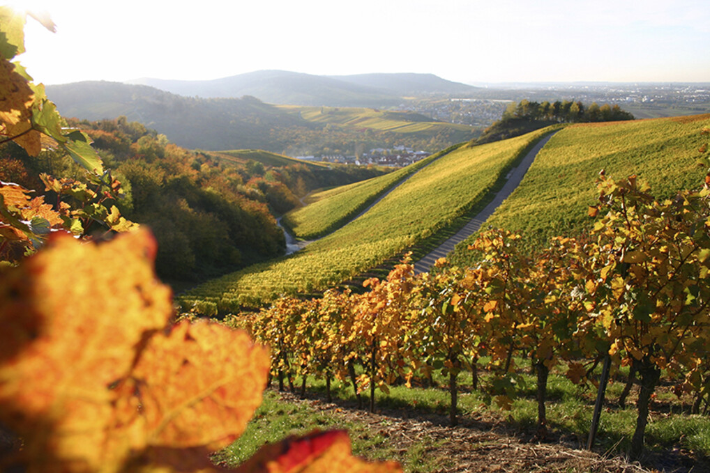 HASE Kaminofen Feld mit Bäumen und weiter Sicht